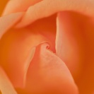 Rose1-Orange3m